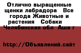 Отлично выращенные щенки лабрадора - Все города Животные и растения » Собаки   . Челябинская обл.,Аша г.